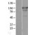 Western Blot: AKR1C4 Lysate [NBL1-07165] - Western Blot experiments. 
Left-Control; Right -Over-expression Lysate for AKR1C4_x000d_